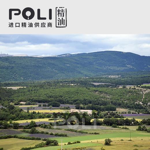 （法国）进口有机胡萝卜籽精油（野生）原料 商品图3