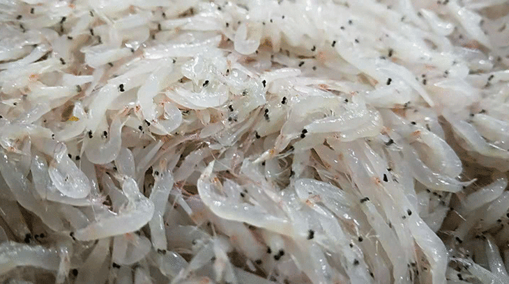 毛螯沼虾图片