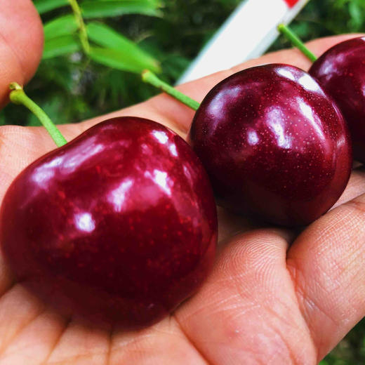 小苹果大樱桃🍒新鲜到，每一个都很新鲜，鲜嫩欲滴，颗颗爆汁鲜甜 商品图7