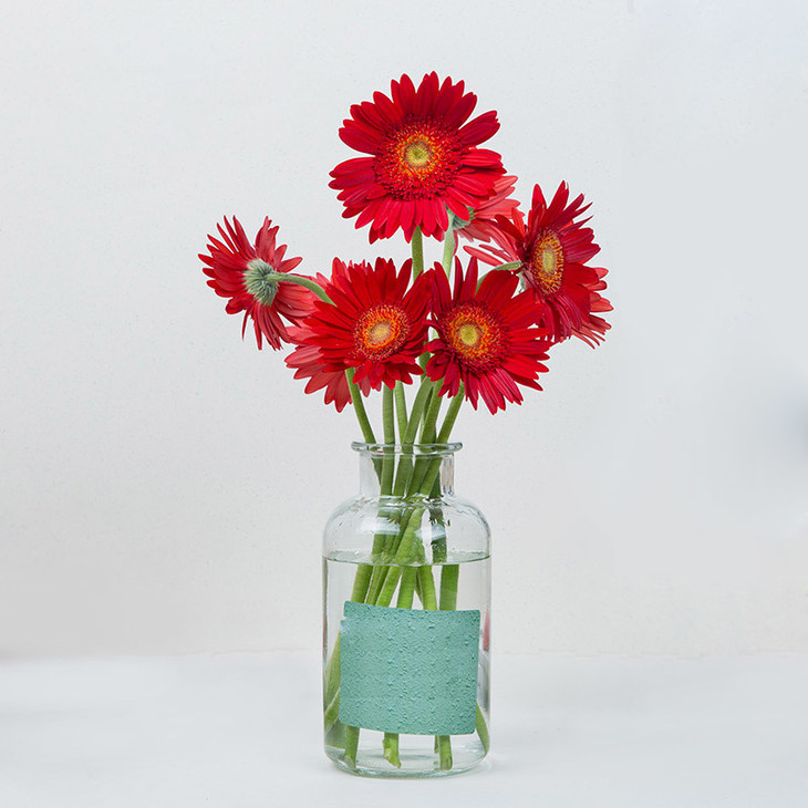 6枝扶郎花家庭办公室桌面插花鲜花居家摆花不含瓶