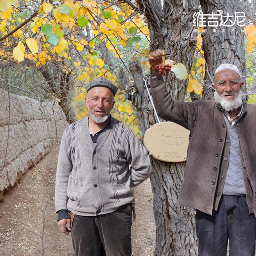 2025年新疆喀什小圆枣古树认养【新认养，续养都是这个链接】 商品图0