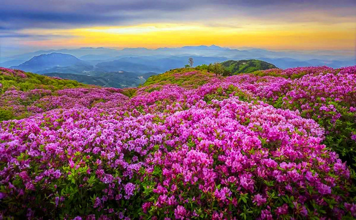 【韩山赏花】纯玩丰顺万佛园 韩山杜鹃花节一日游(一价全含)
