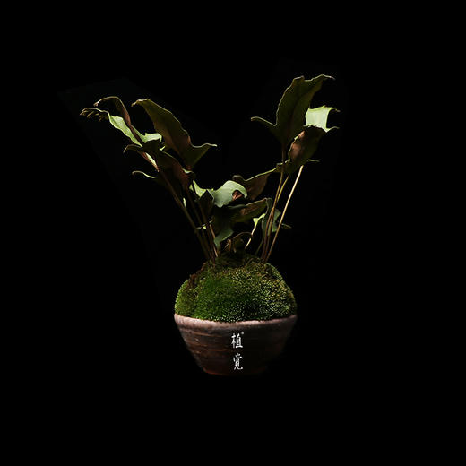 植觉【石韦蕨苔盆栽】孤品书房阳台趣味diy庭院植物石韦蕨苔盆栽