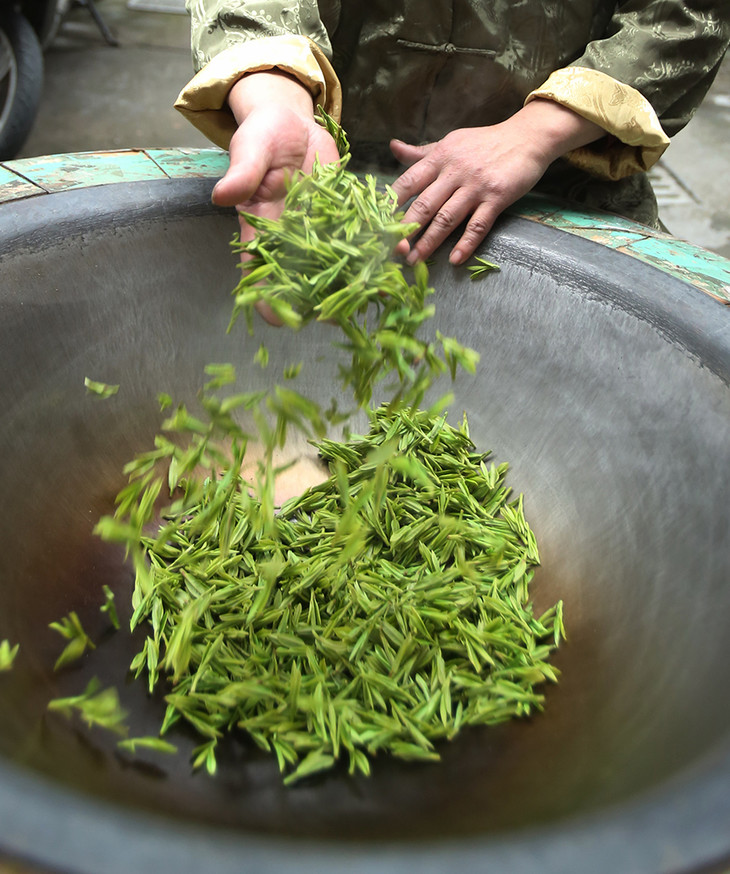 整个炒茶过程分为青锅,回潮,辉锅三个阶段