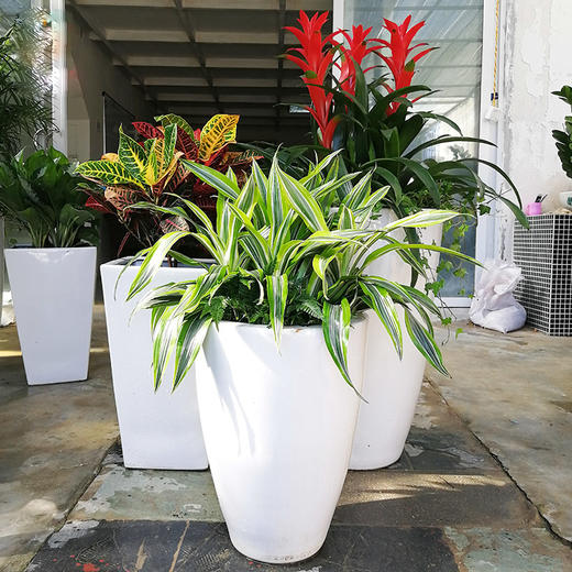 绿植盆栽组合景观花卉-大型商场酒店售楼处车展设计摆设