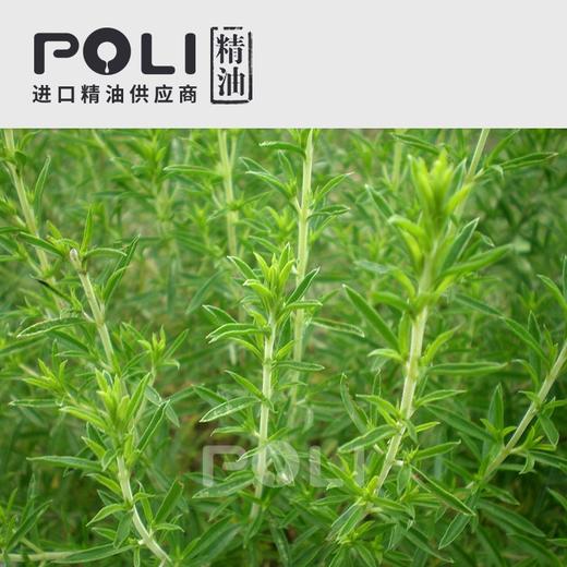 法国1号冬季香薄荷精油