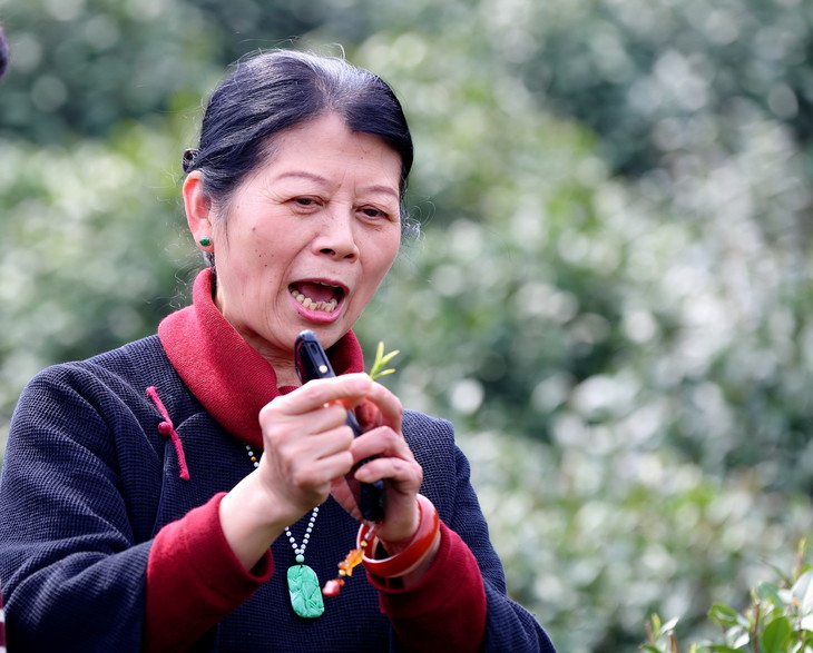 抱抱联合问山茶友会,请茶专家沈红老师出马,说说什么是龙井.