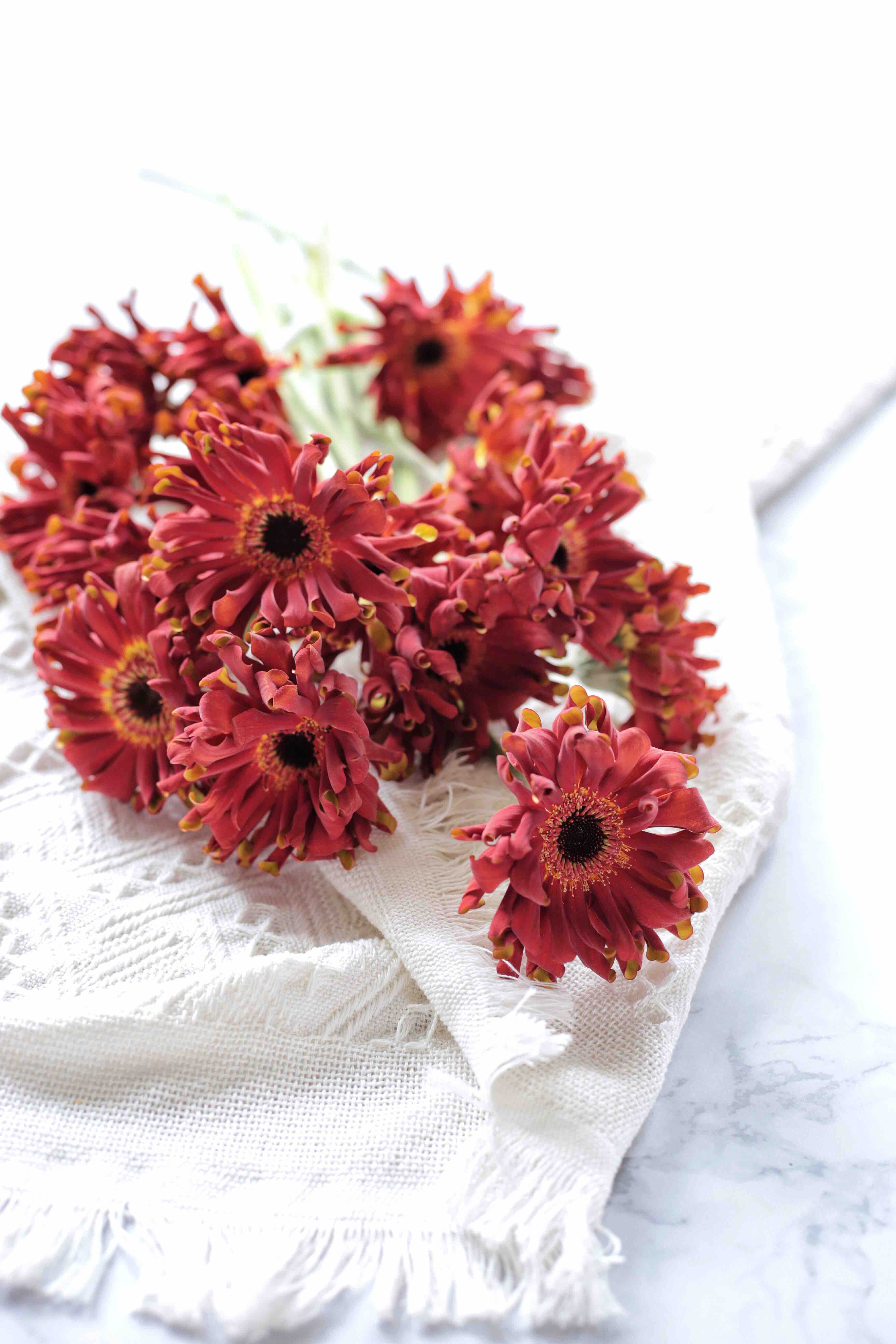 鲜花团购郭小姐的花新品种卷边太阳花