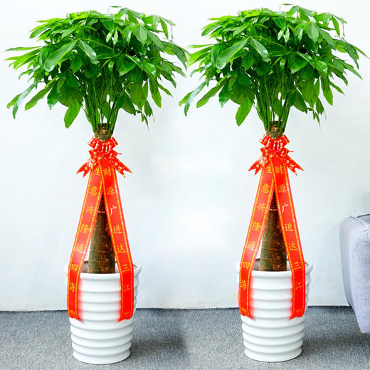 1对2对开业花篮2个4个发财树鸿运当头送开张开业乔迁之喜新店庆典用花