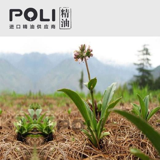 尼泊尔有机穗甘松精油原料 批发护肤补水单方精油 美容院穗甘松精油OEM 商品图1