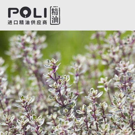西班牙1号百里酚百里香精油红