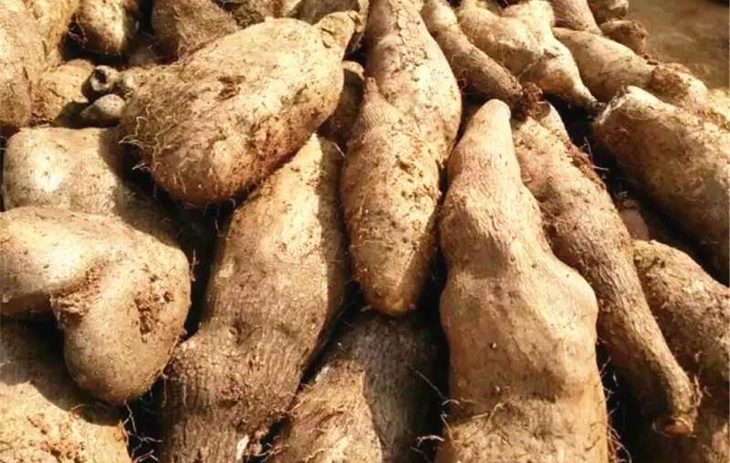 【文山金秤砣山药】肉质细腻,粉糯软绵/5斤装