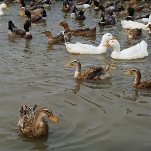 生态老鸭 | 绿家自产* Eco-white duck | Self-production 商品图0