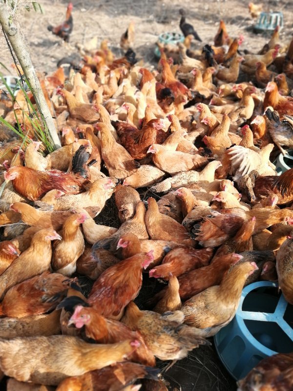 2斤左右)【自提地址见商品详情】 - 柳州广电