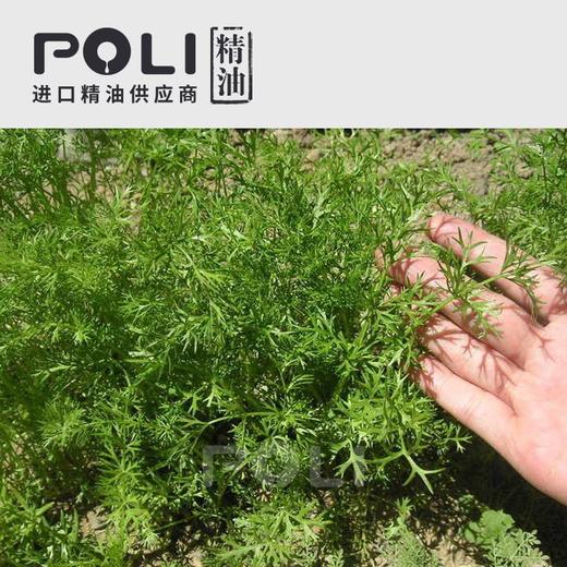 印度藏茴香精油