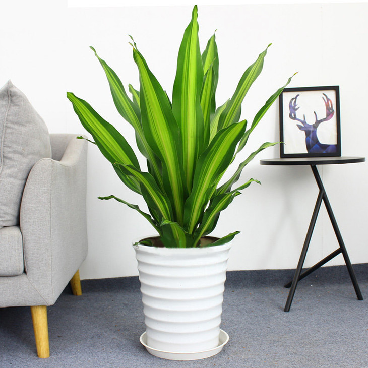 巴西铁金边也门铁高约90cm室内中型盆栽客厅四季常青办公室好养盆子