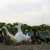生态老鸭 | 绿家自产* Eco-white duck | Self-production 商品缩略图1