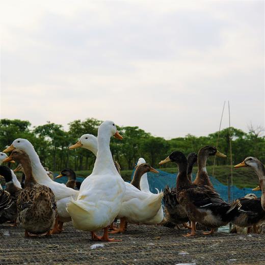 生态老鸭 | 绿家自产* Eco-white duck | Self-production 商品图1