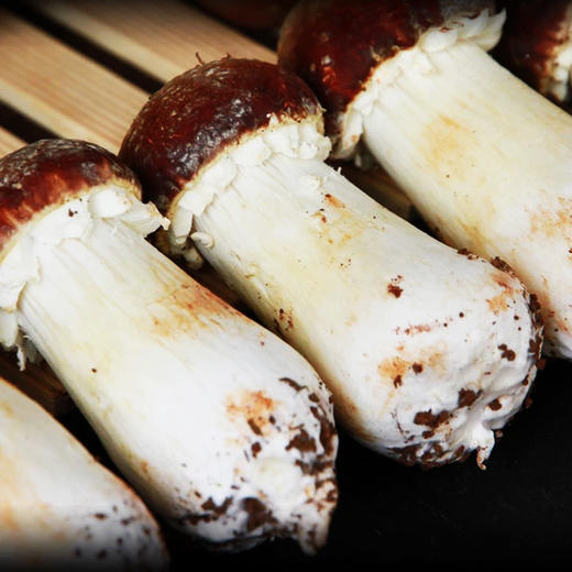 新鲜赤松茸现摘现发3斤装包邮须冷藏