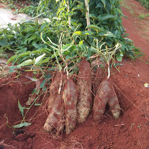 【文山金秤砣山药】肉质细腻,粉糯软绵/5斤装