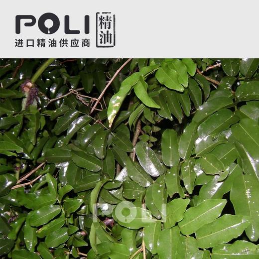 巴拉圭香脂木豆香脂木精油