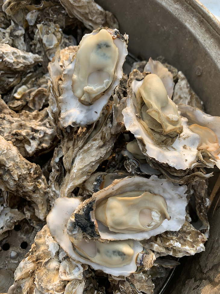会员298箱福建黄海肥生蚝