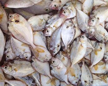 浅海 金钱花鱼 冰鲜