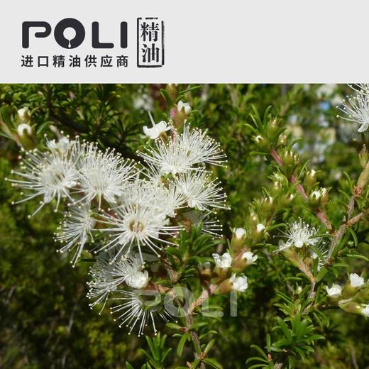 澳大利亚进口昆士亚精油坤希精油原料批发颇黎单方精油原料oem