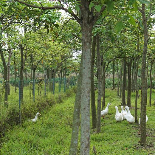 生态老鸭 | 绿家自产* Eco-white duck | Self-production 商品图2