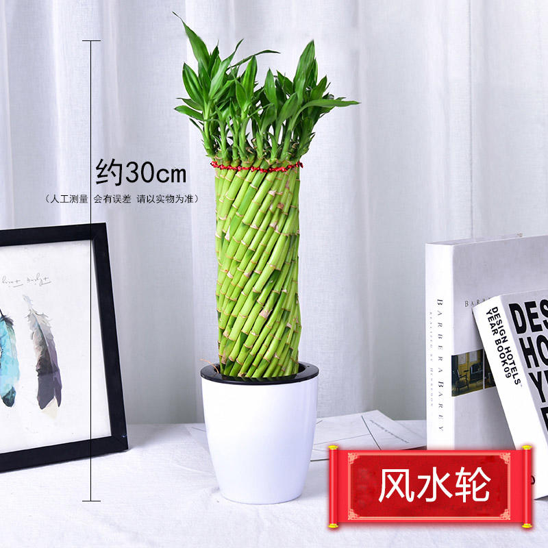 富贵竹转运竹风水轮水培带根编织植物室内 小盆景盆栽 盆子随机