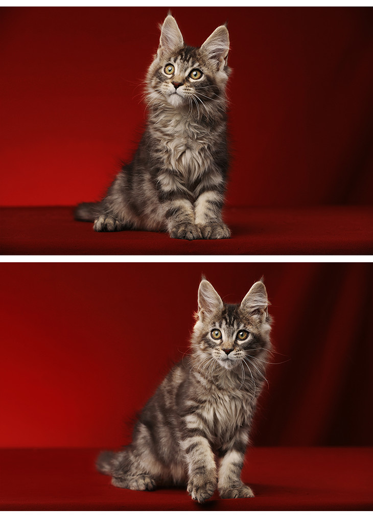 caac缅爱猫舍缅因库恩猫纯种猫宠物猫咪活体缅因猫幼猫活体