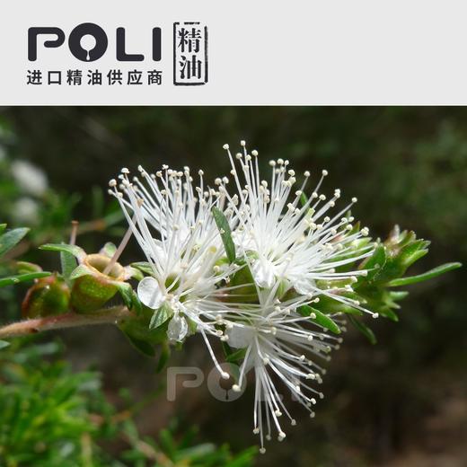 澳大利亚进口昆士亚精油坤希精油原料批发颇黎单方精油原料oem