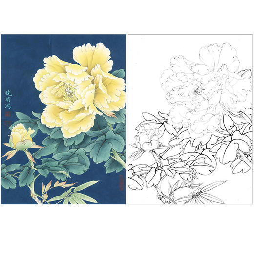 李晓明工笔花鸟白描底稿牡丹金幌斗方小品册页k034