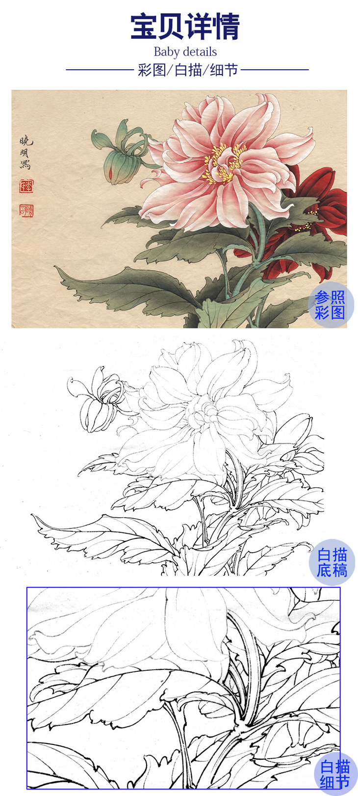 李晓明工笔花鸟白描底稿菊花大丽菊斗方小品册页k102