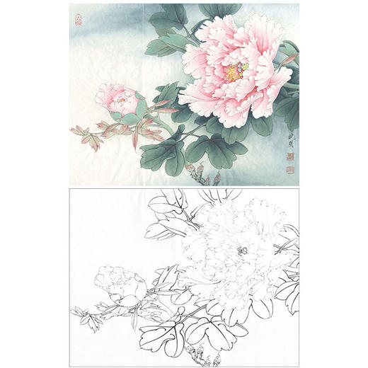 李晓明工笔花鸟白描底稿牡丹重绘赵粉斗方小品册页k024