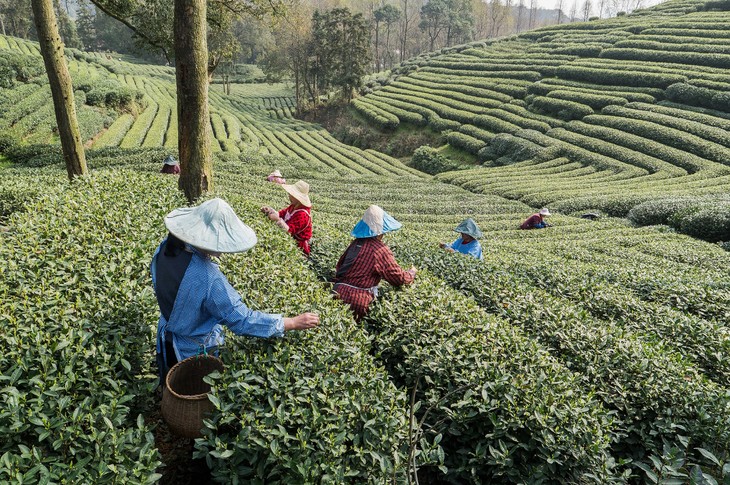 告诉阿蛮,炒茶师傅基本都在50岁以上了,双手翻炒茶叶几十年,梅家坞的