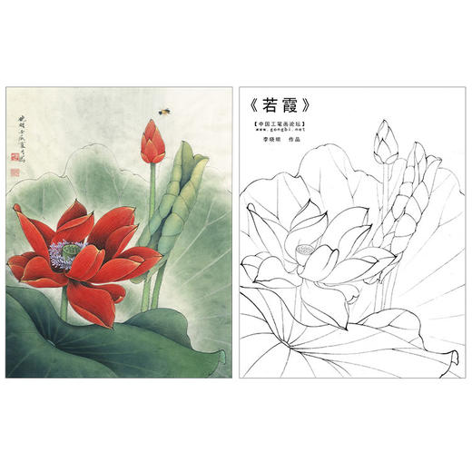 李晓明工笔花鸟画白描底稿红荷花若霞斗方小品册页k092