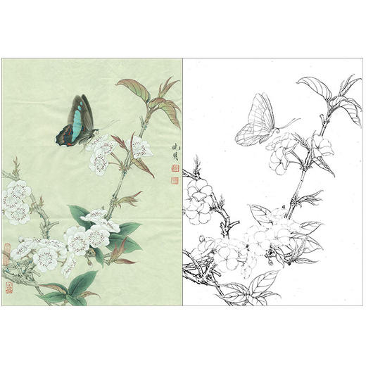 李晓明工笔花鸟白描底稿蝴蝶梨花蛱蝶图斗方小品册页k106