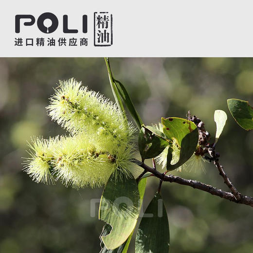 马达加斯加绿花白千层精油