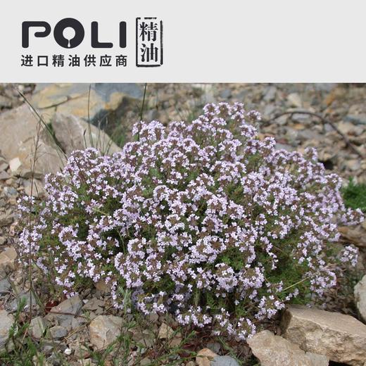 （西班牙）进口沉香醇百里香精油(白)原料 商品图2