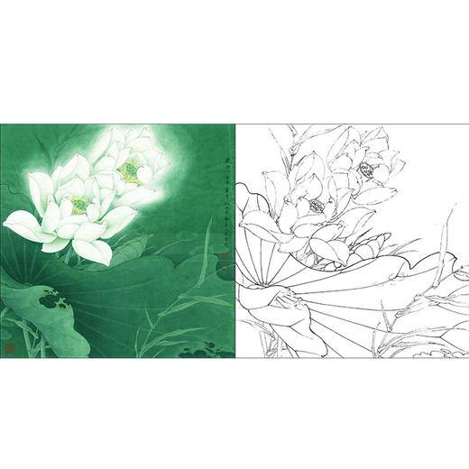 李晓明工笔花鸟画白描底稿白荷花圣洁之花斗方小品册页选k093