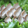 烤香菇*5串 商品缩略图3