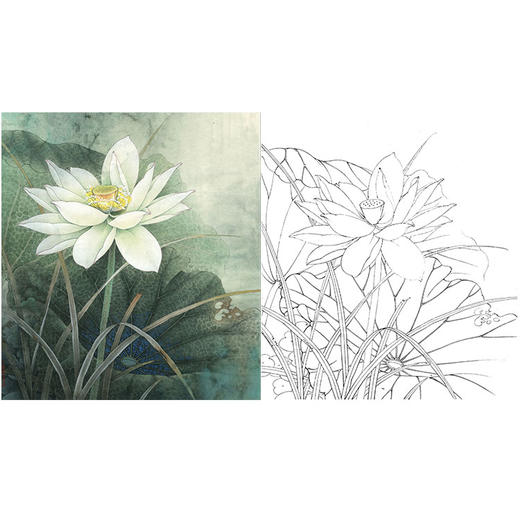 李晓明工笔花鸟白描底稿荷香雅韵系列小品荷花斗方小品册页k095