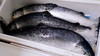 【特价8折】挪威三文鱼尾部，原价165元/斤 ，售完为止 商品缩略图1
