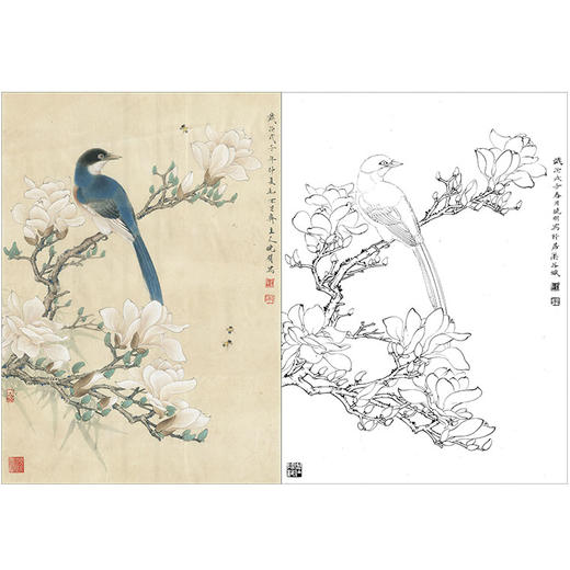 李晓明工笔花鸟白描底稿玉兰灰喜鹊斗方小品册页k113