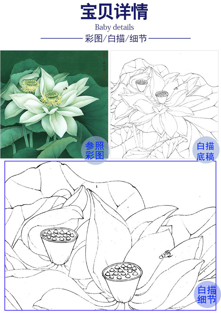 李晓明工笔花鸟画白描底稿荷花凝碧斗方小品册页k091