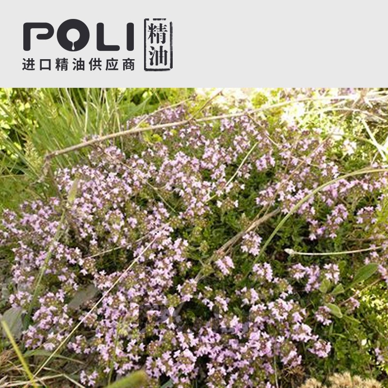 （西班牙）进口沉香醇百里香精油(白)原料