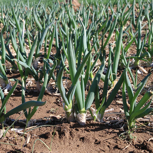 密农人家杨家葱羊角葱葱味浓郁适合做馅1斤