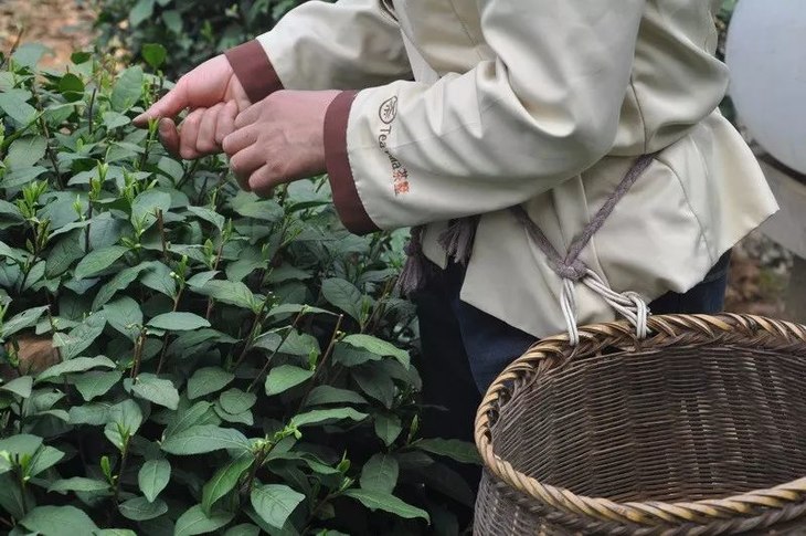 龍井核心產地茶農精心製作悅茶園西湖龍井茶