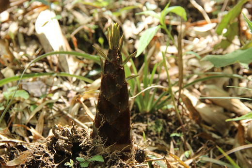 原衢味农家毛笋干 商品图2